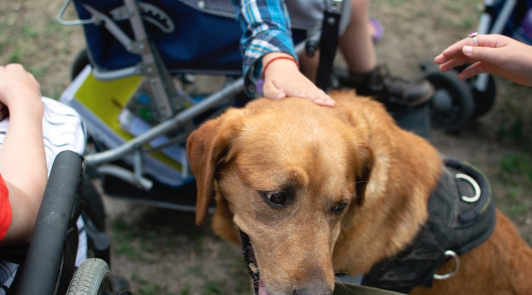 Therapy Dogs Help Autistic Children Face Medical and School Challenges
