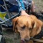Therapy Dogs Help Autistic Children Face Medical and School Challenges