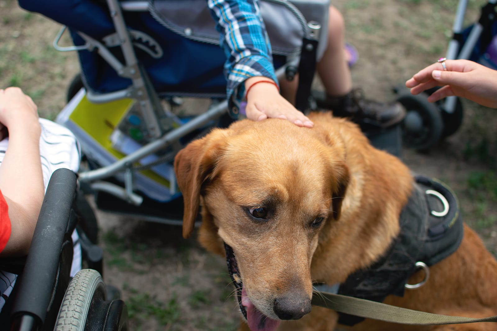 Therapy Dogs Help Autistic Children Face Medical and School Challenges