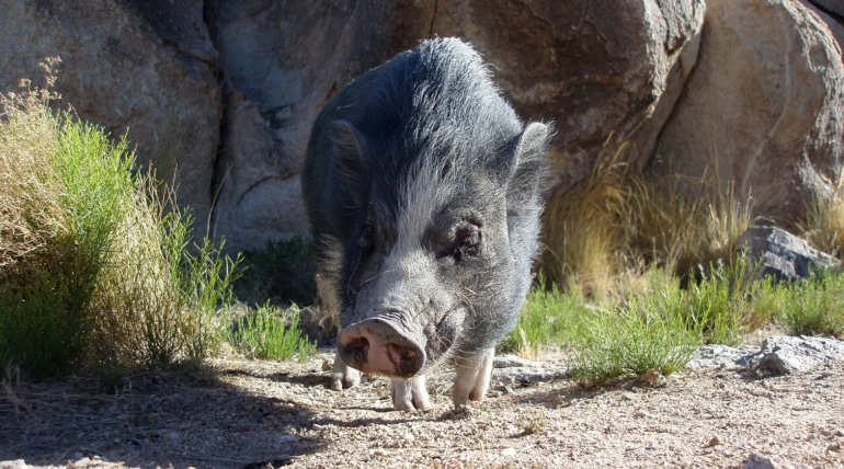Living Desert Zoo Renews Certified Autism Center Status