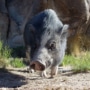 Living Desert Zoo Renews Certified Autism Center Status