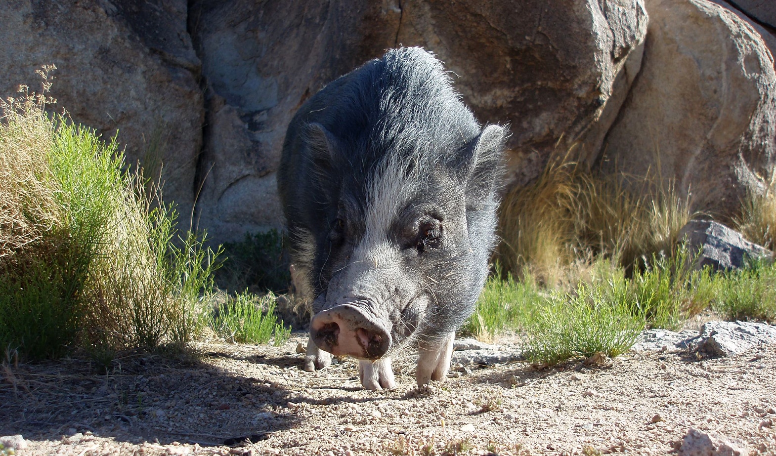 Living Desert Zoo Renews Certified Autism Center Status